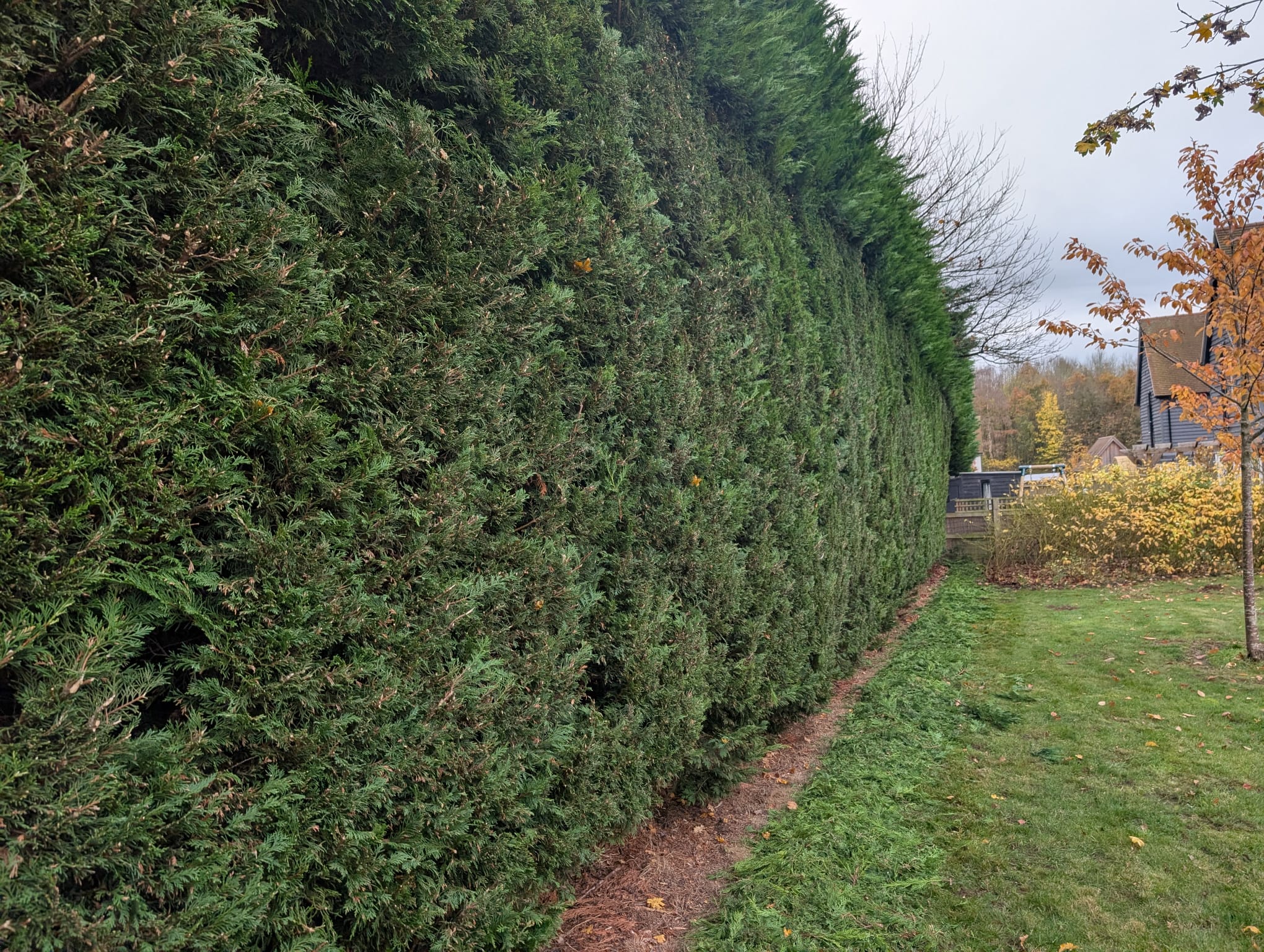 Overgrown Recovery